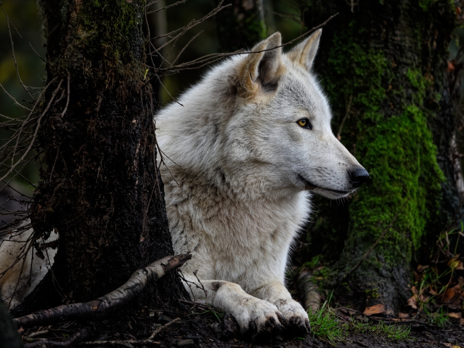 Большой серый волк лежит в  лесу у деревьев