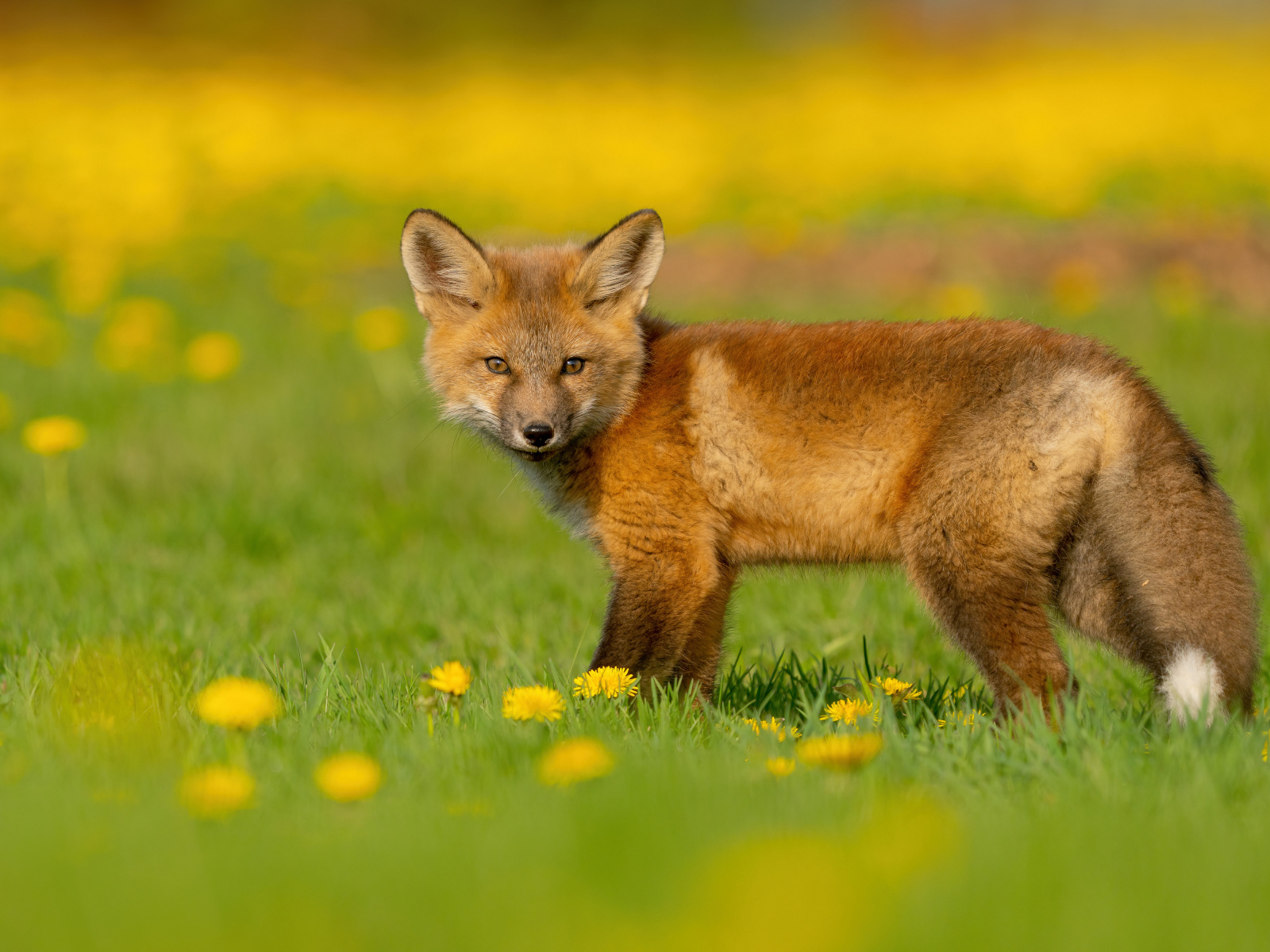 Little fox on the grass with dandelions