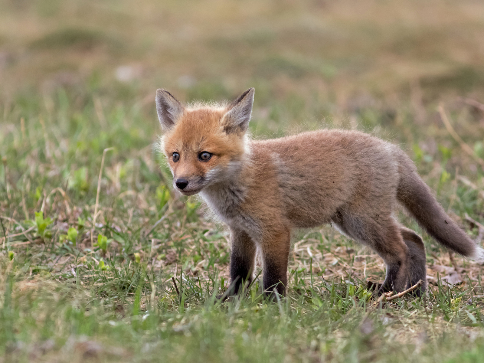 Little frightened fox on the grass
