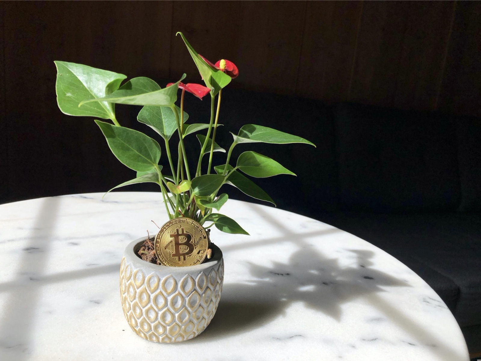 Монета биткоин с цветком антуриума