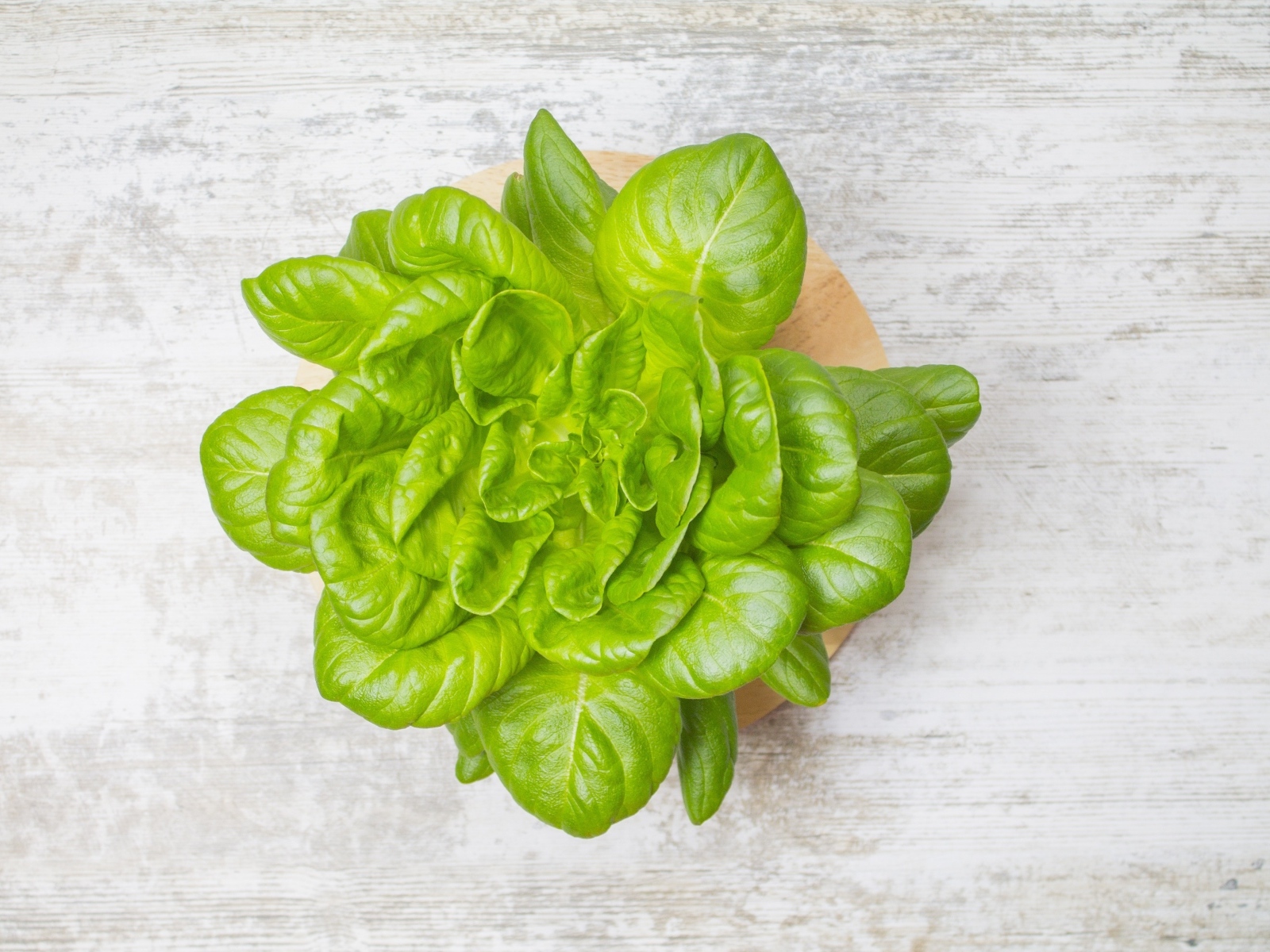 Свежий базилик на сером столе