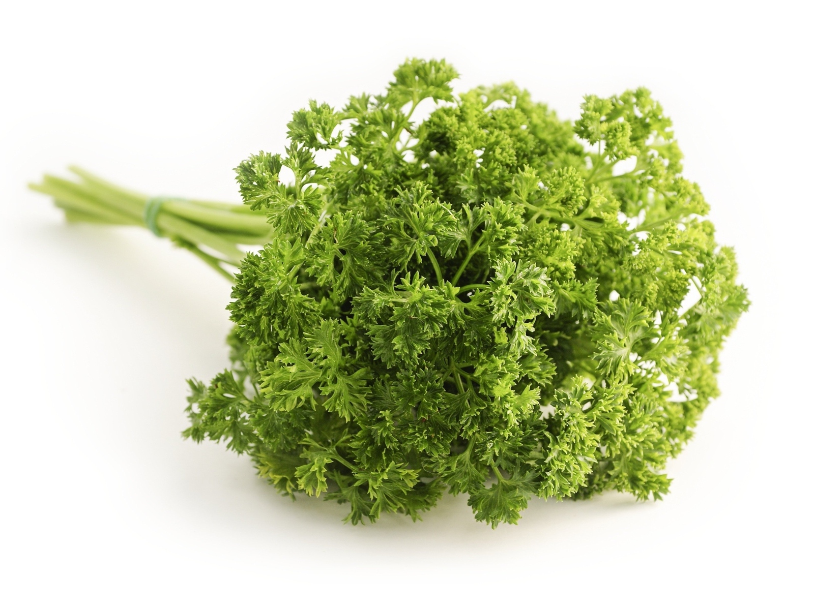 Зелень петрушки на белом фоне
