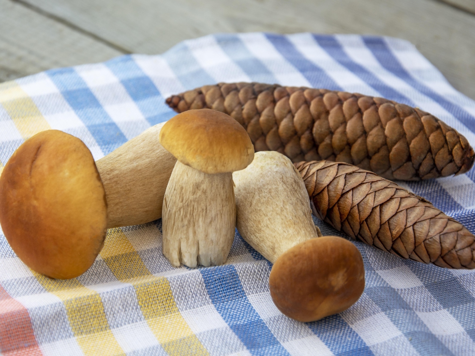 Белые грибы с шишками на столе