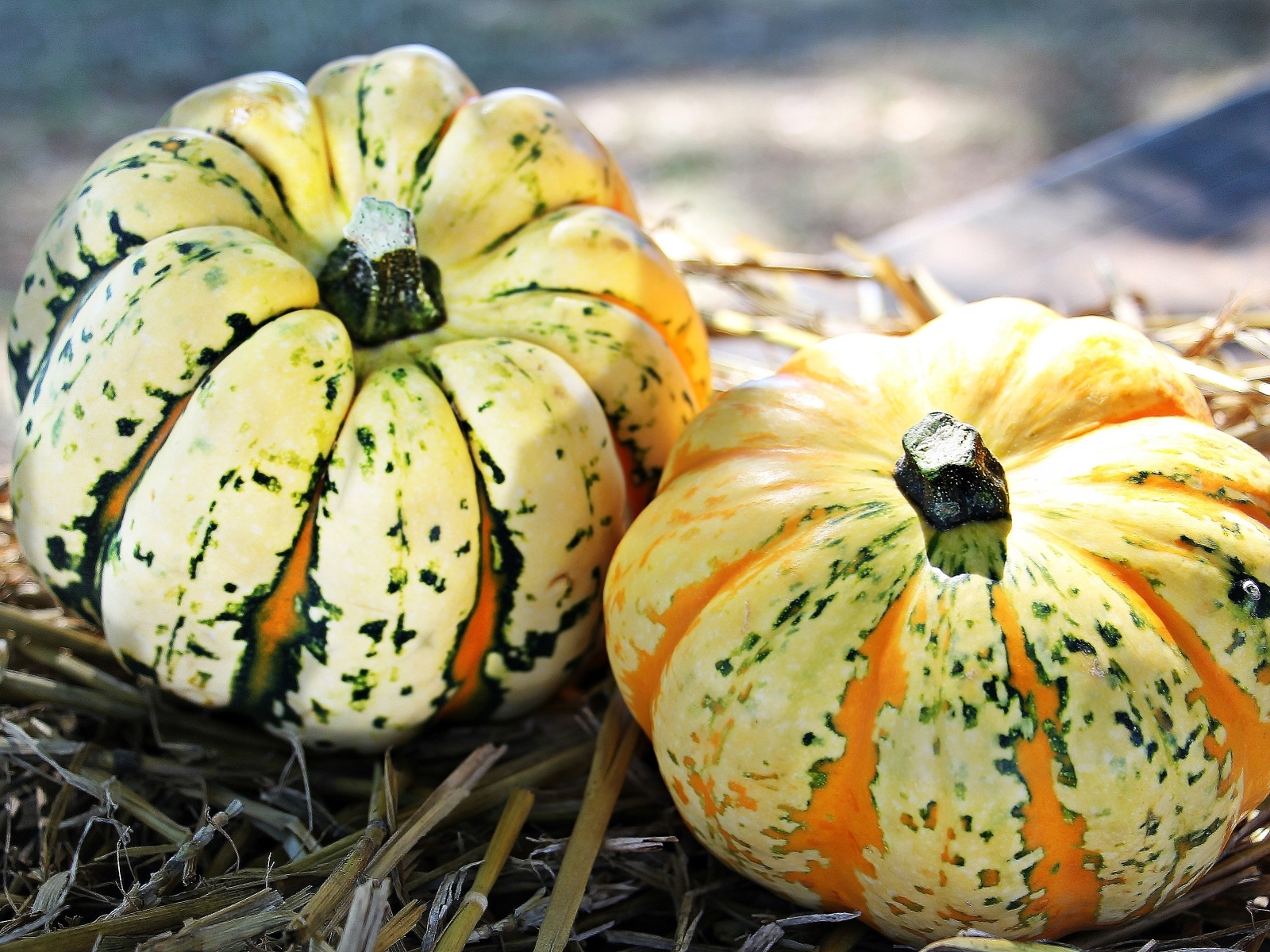 Две большие тыквы на огороде