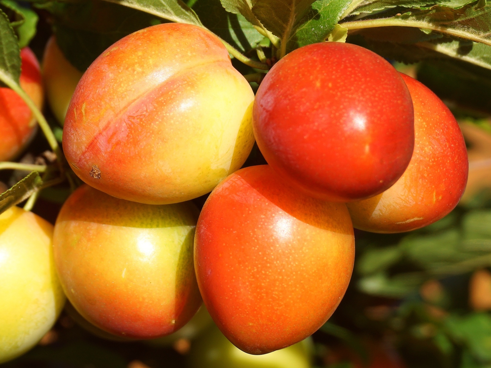 Красивые оранжевые сливы на ветке