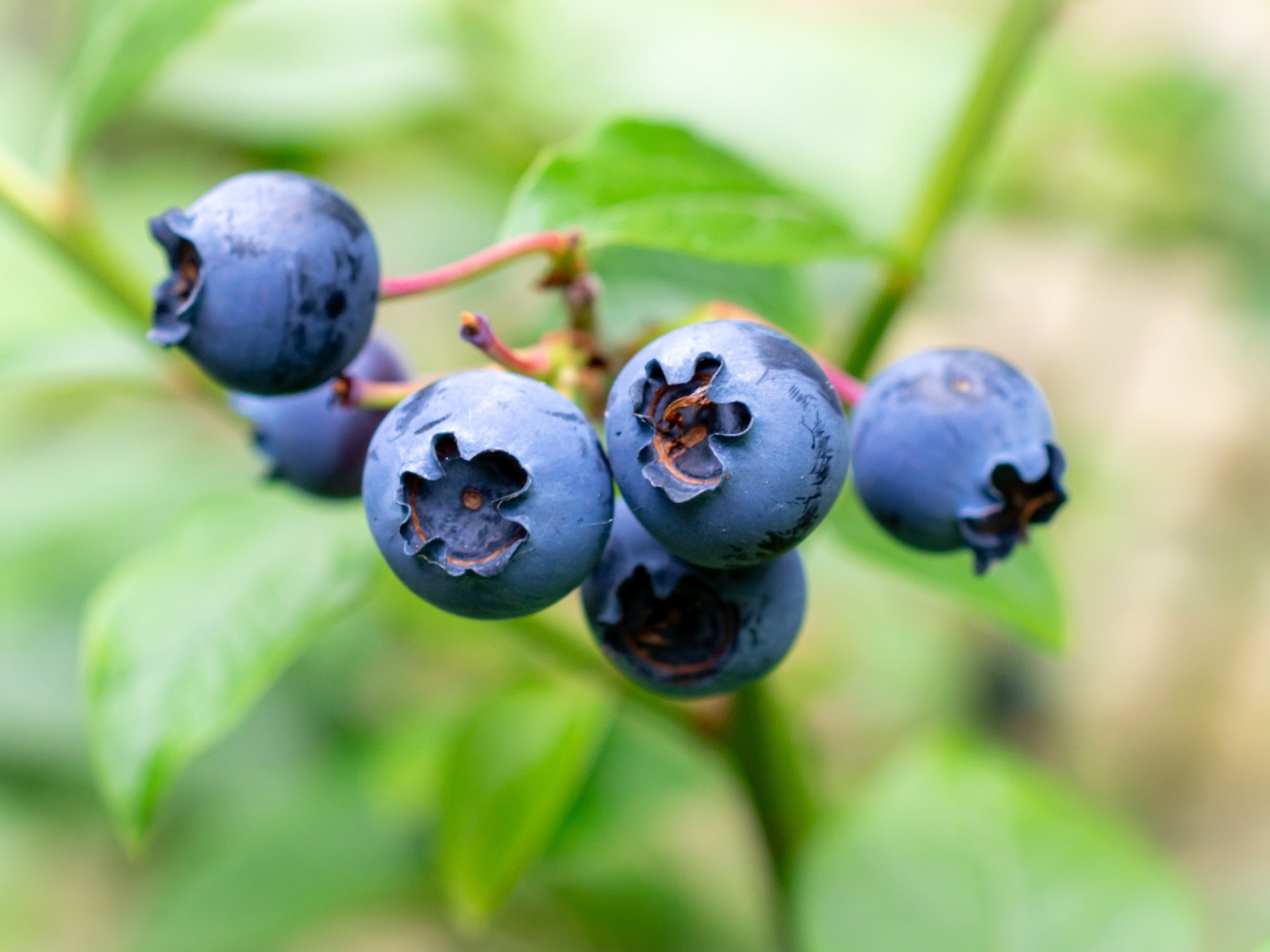 Синие ягоды лесной черники крупным планом