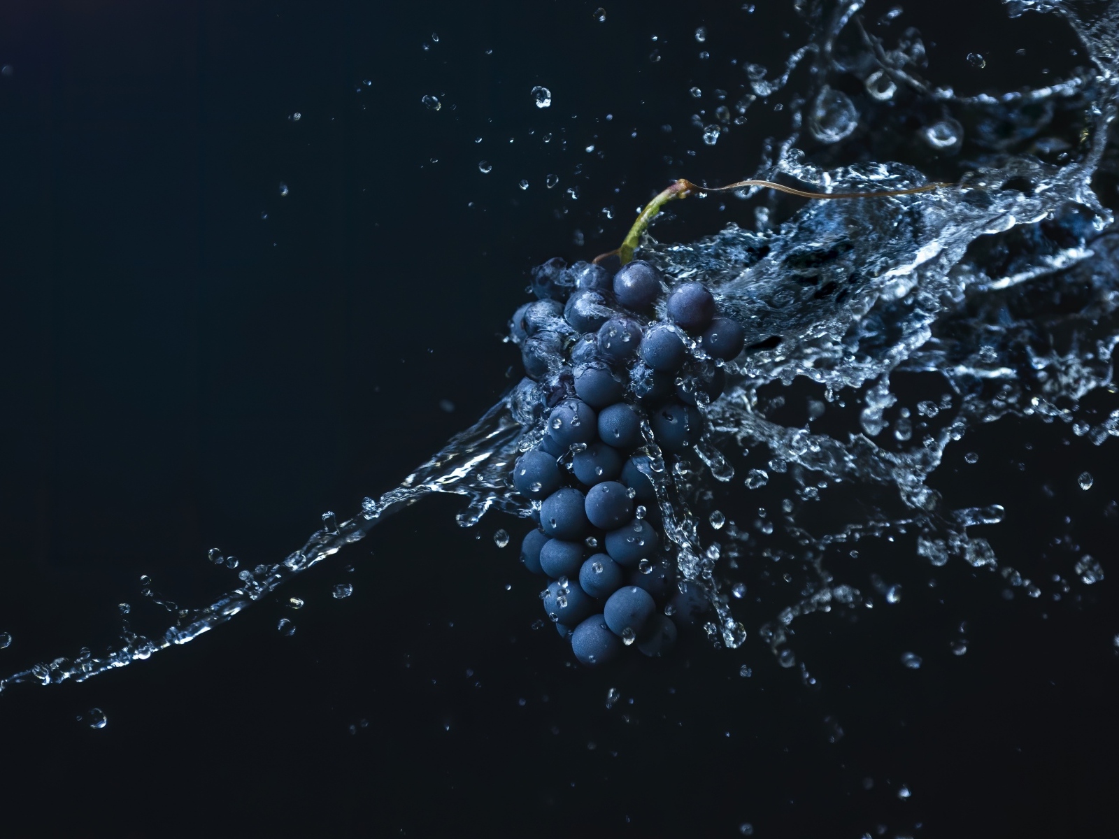 Гроздь синего винограда в воде на черном фоне