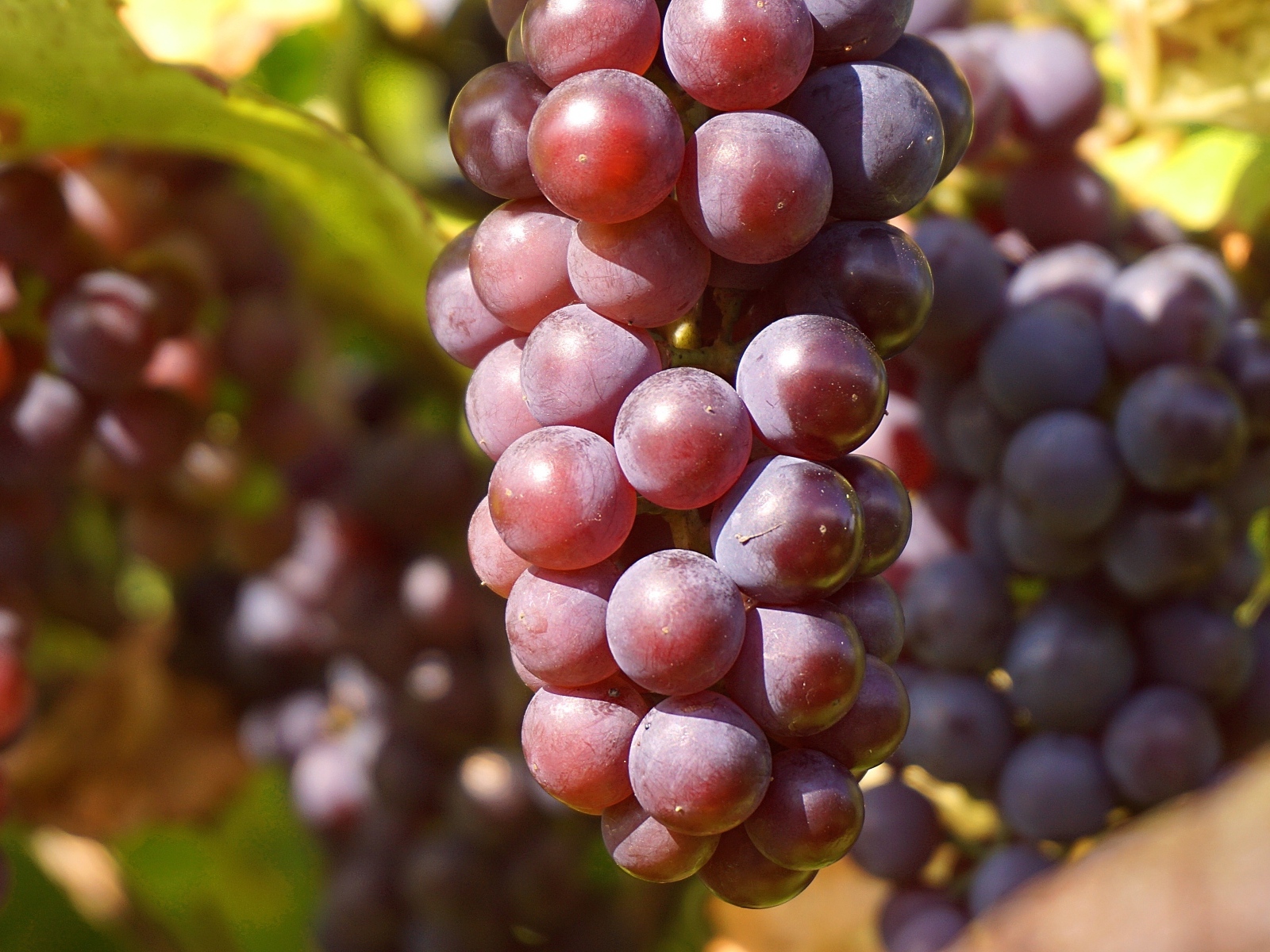 Гроздь розового винограда в лучах солнца