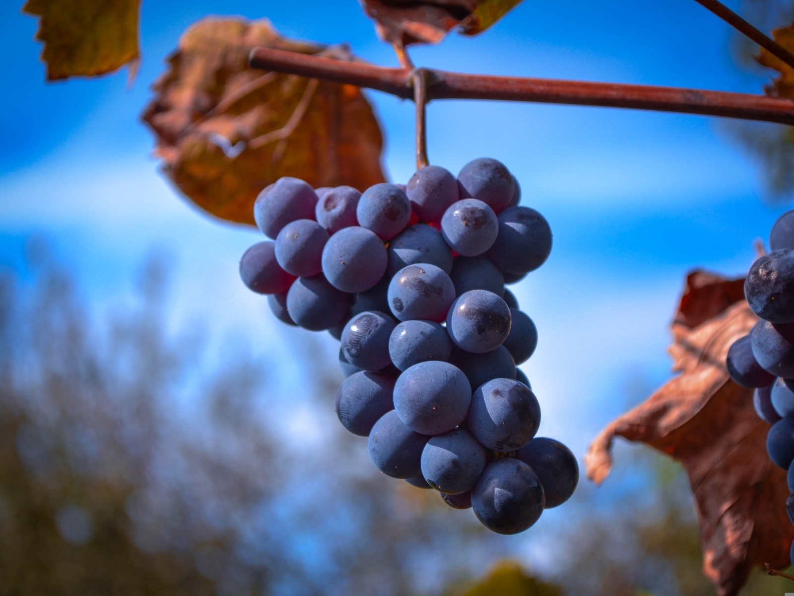 Гроздь розового винограда на ветке на фоне неба