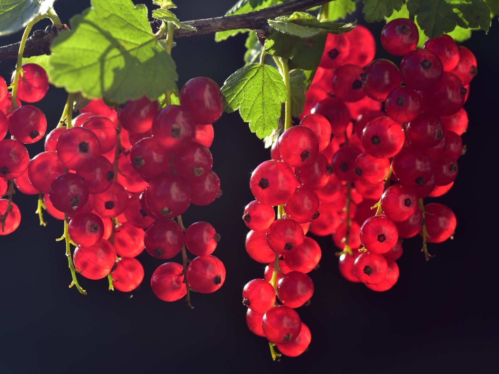 Гроздья красной смородины на ветке в лучах солнца