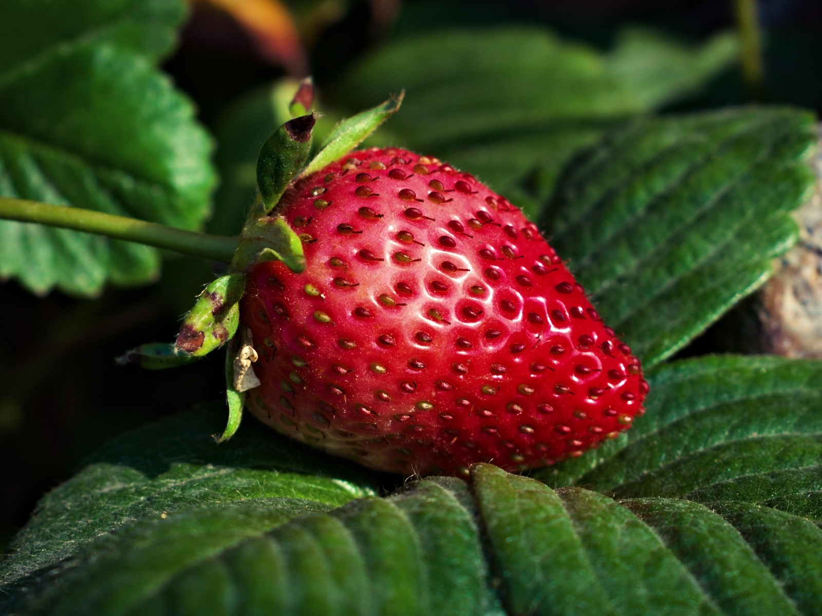 Ароматная спелая клубника в зеленых листьях 