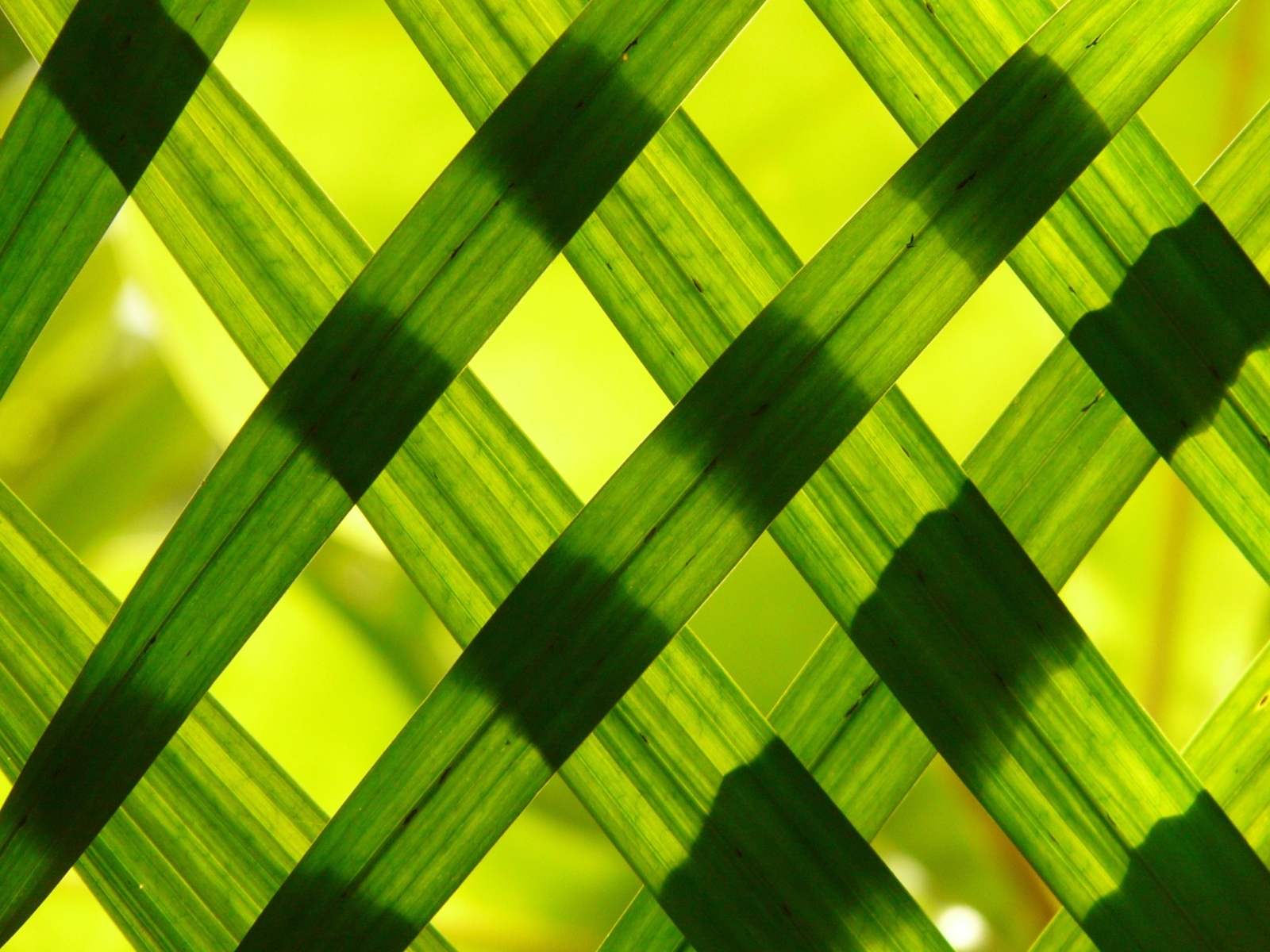 Зеленые листья выложили решеткой