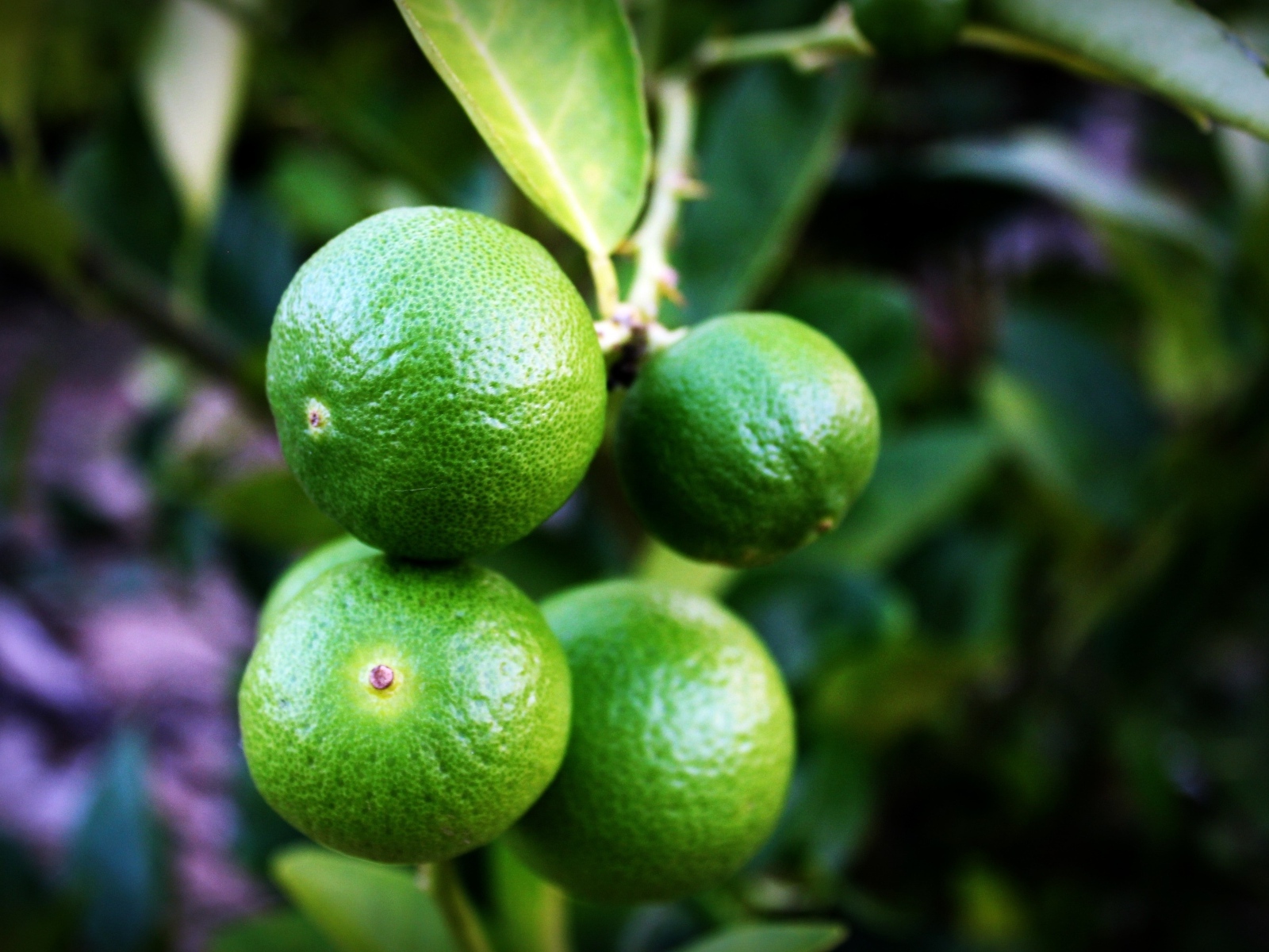 Зеленые лаймы на ветке дерева