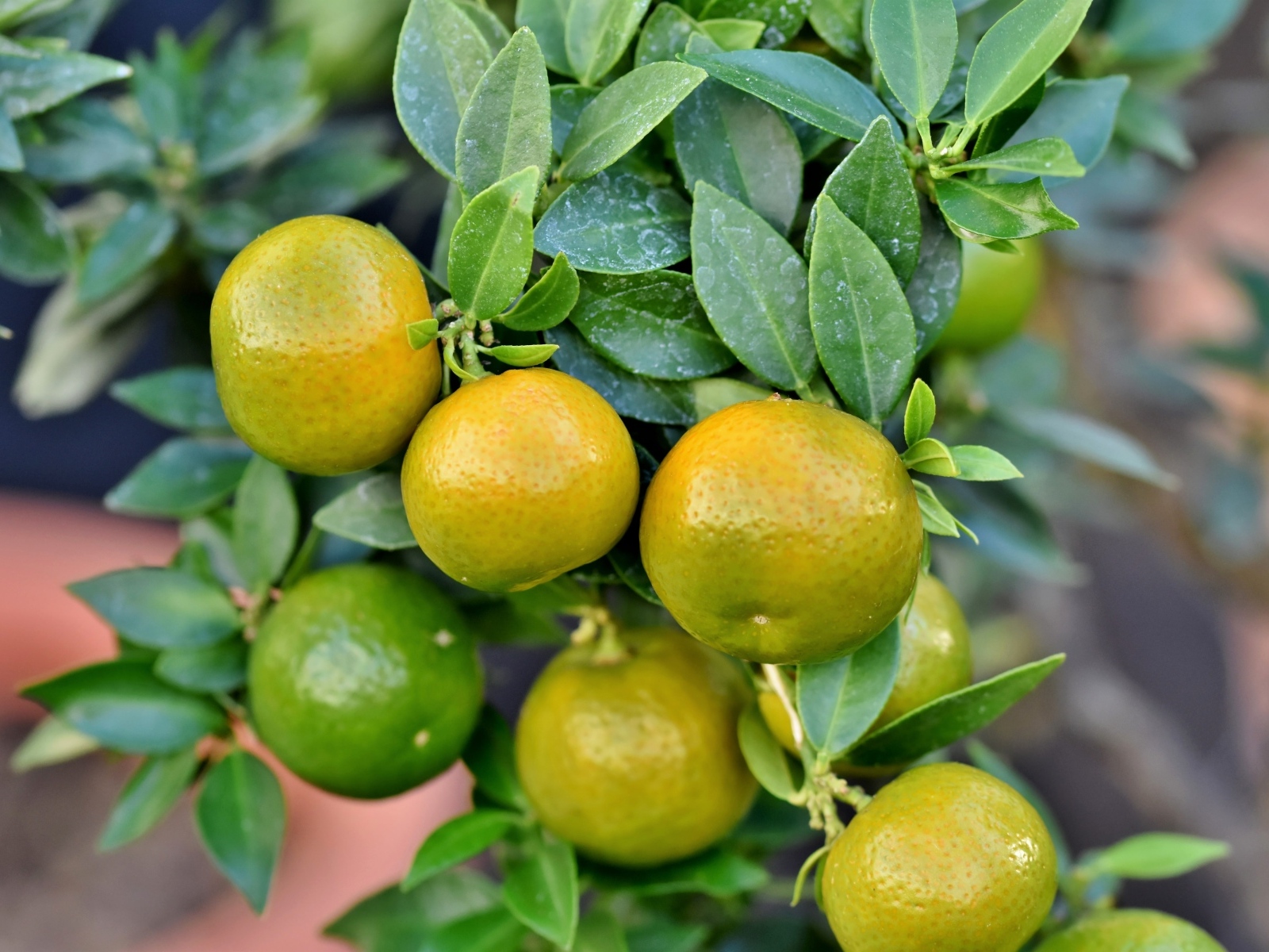 Зеленые мандарины на ветке 