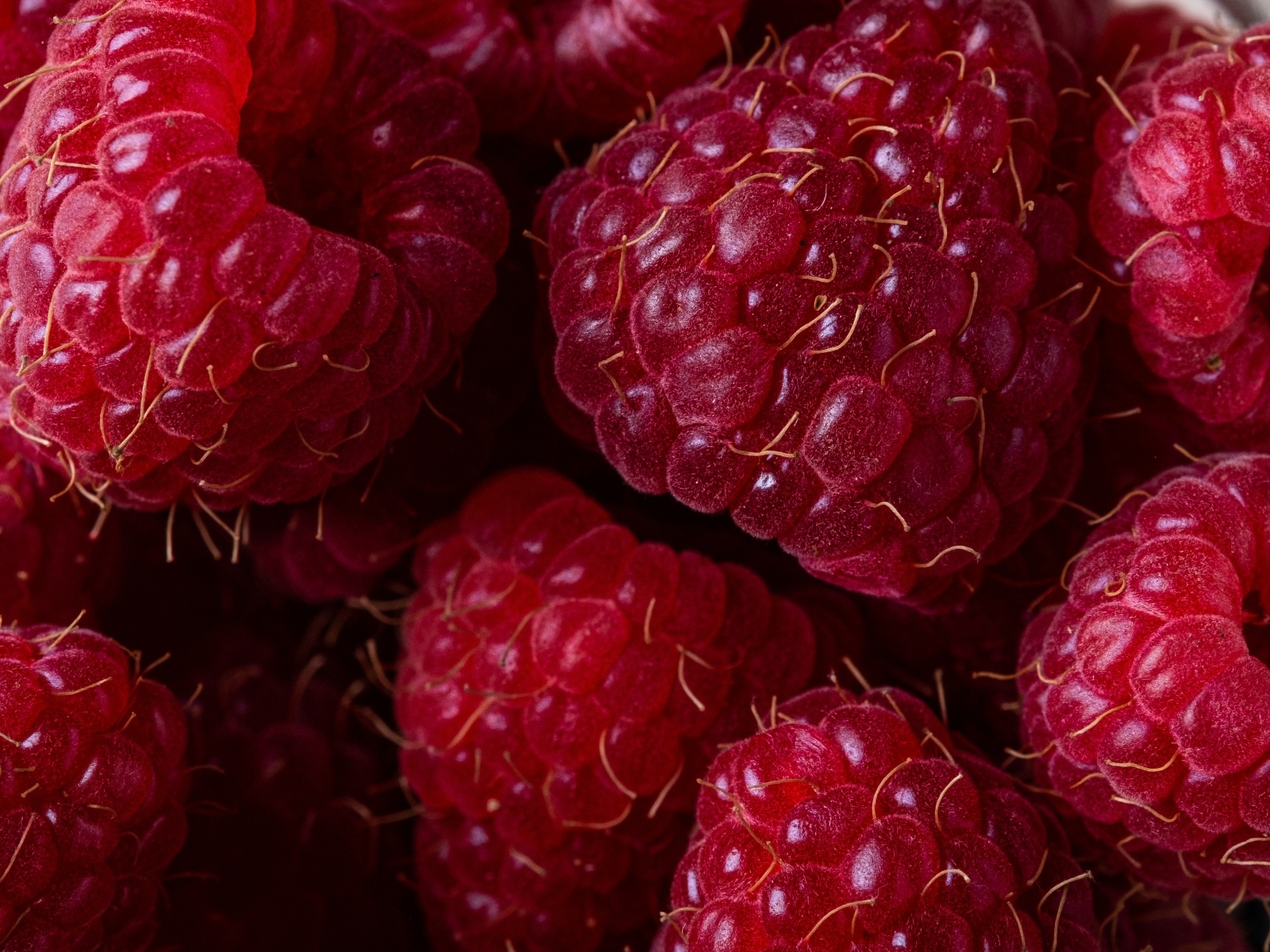 Крупная спелая красная малина