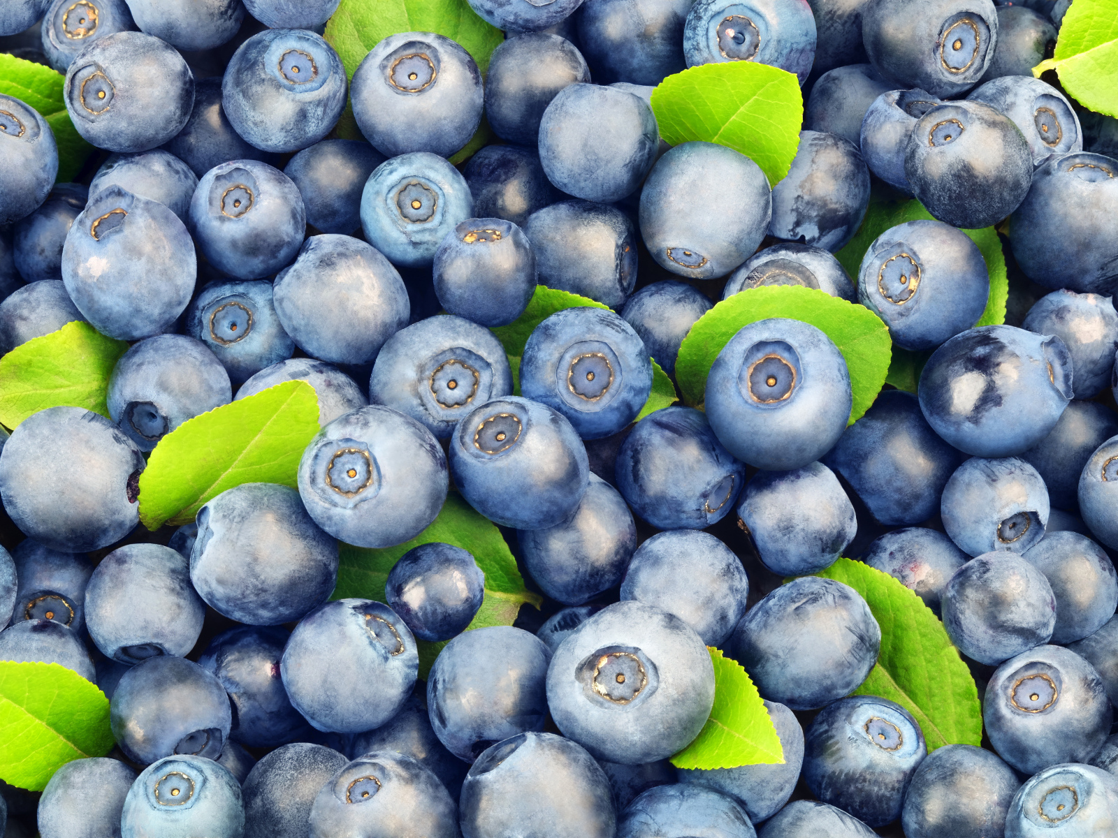 Много спелых синих ягод черники крупным планом