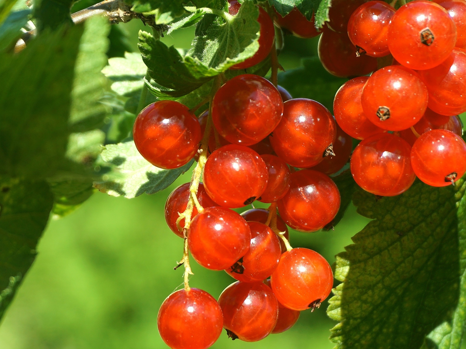 Красные спелые ягоды смородины