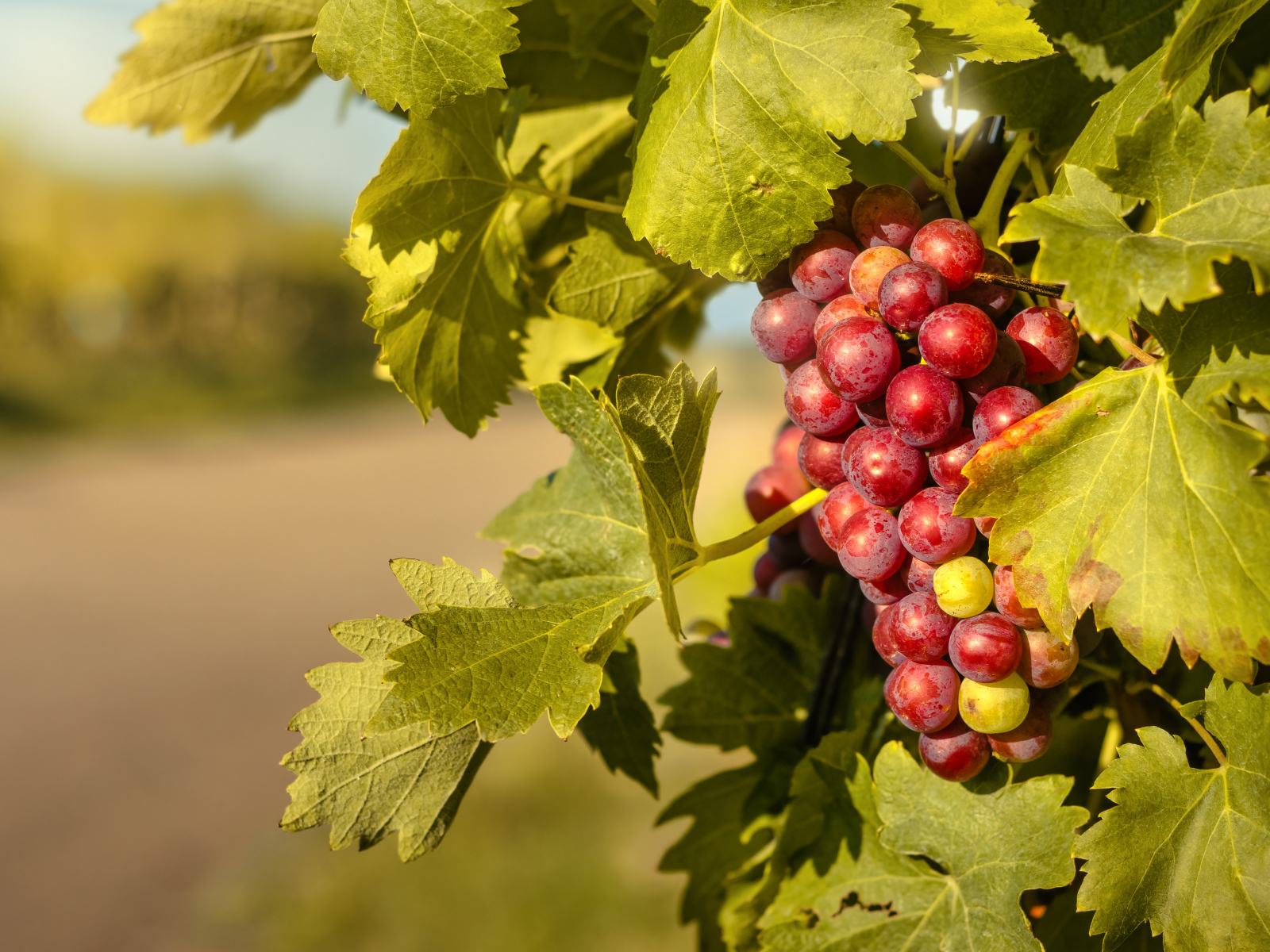 Спелая гроздь розового винограда в листьях