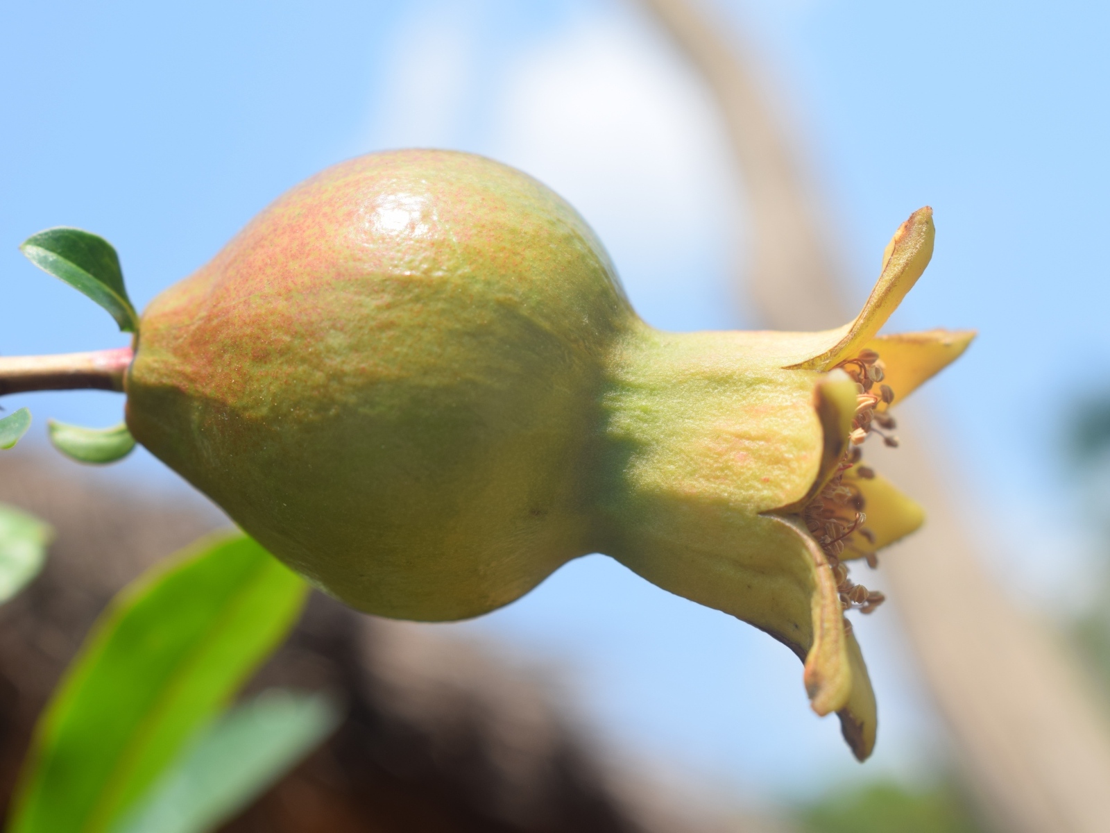Плод граната созревает на ветке дерева