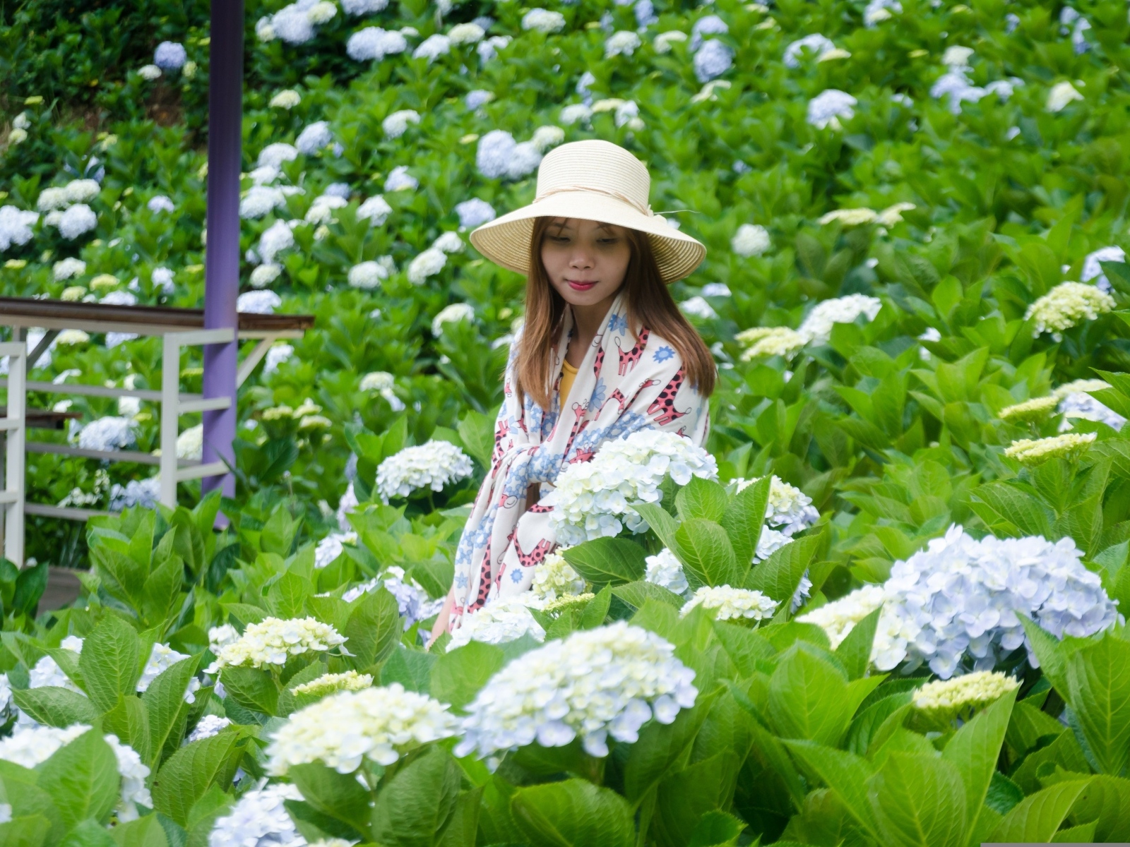 Девушка азиатка сидит в цветах гортензии