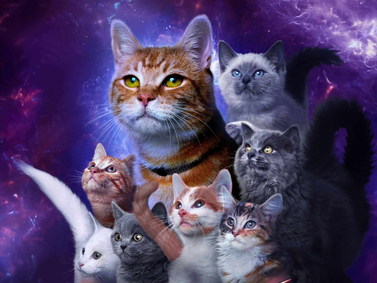 Коты из фантастического фильма Марвелы