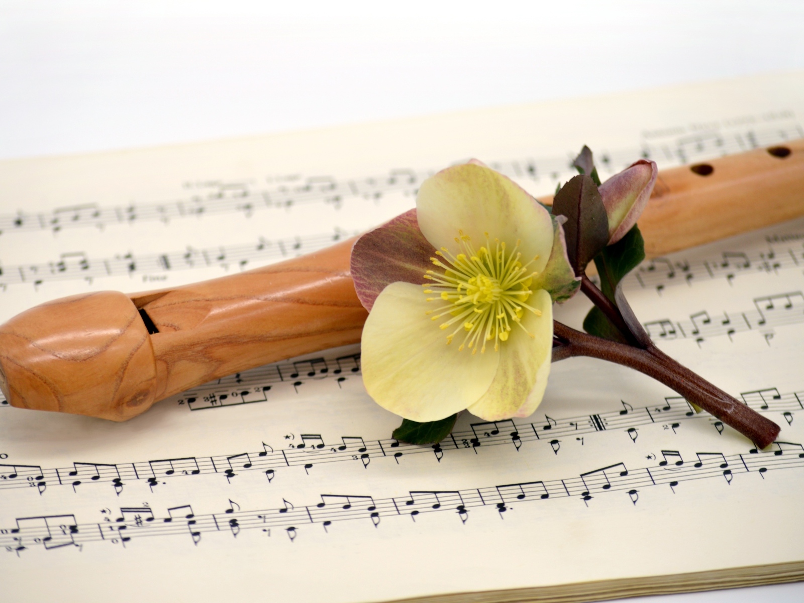 Ноты, флейта и цветок на белом фоне