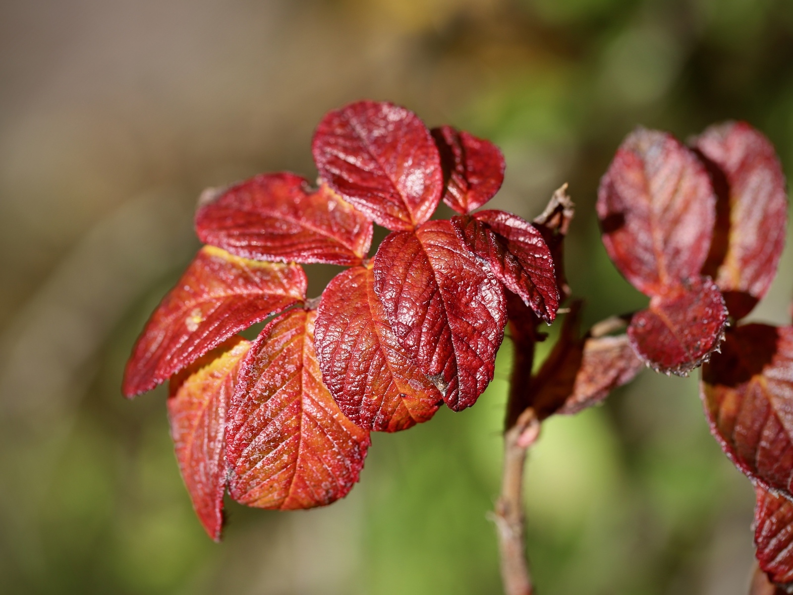 Красные листья садовой розы