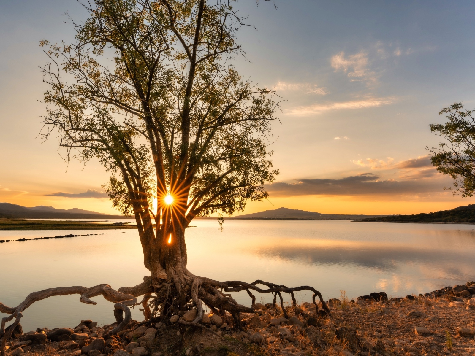 Дерево на берегу озера на рассвете