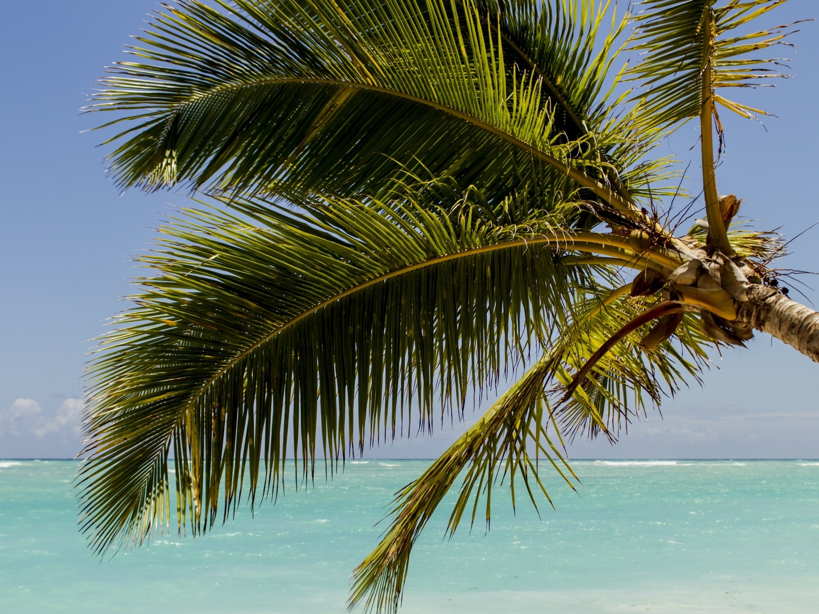 Большие зеленые листья пальмы у океана