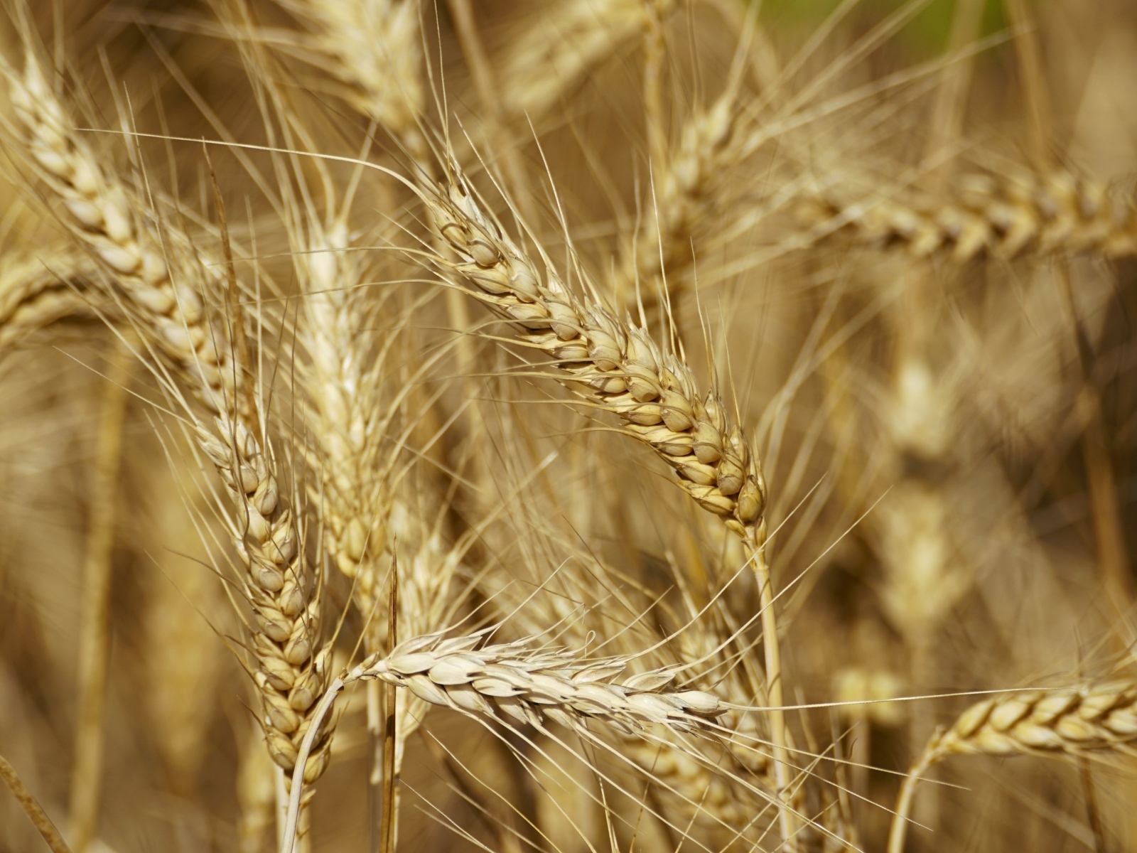 Колосья спелой пшеницы крупным планом