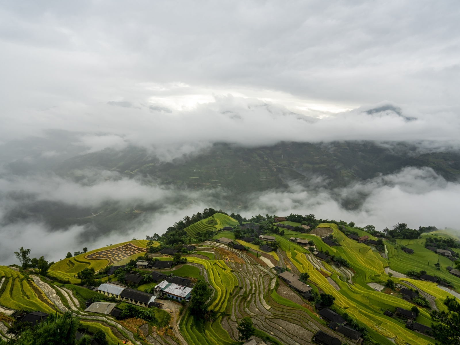 Вид сверху на плантации в тумане