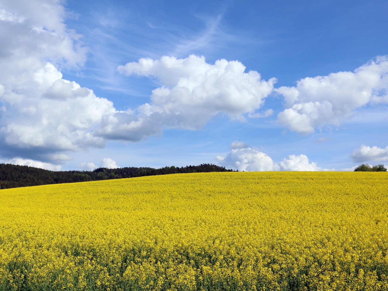 Желтое  рапсовое поле под небом с белыми облаками