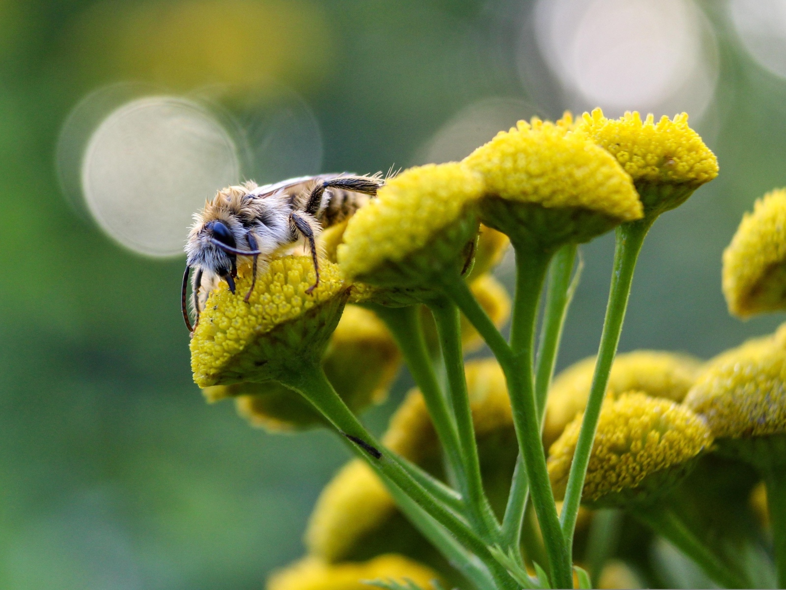 Пчела сидит на цветке пижмы