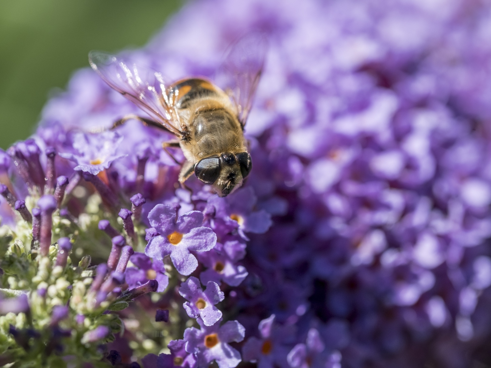 Пчела сидит на цветах сирени