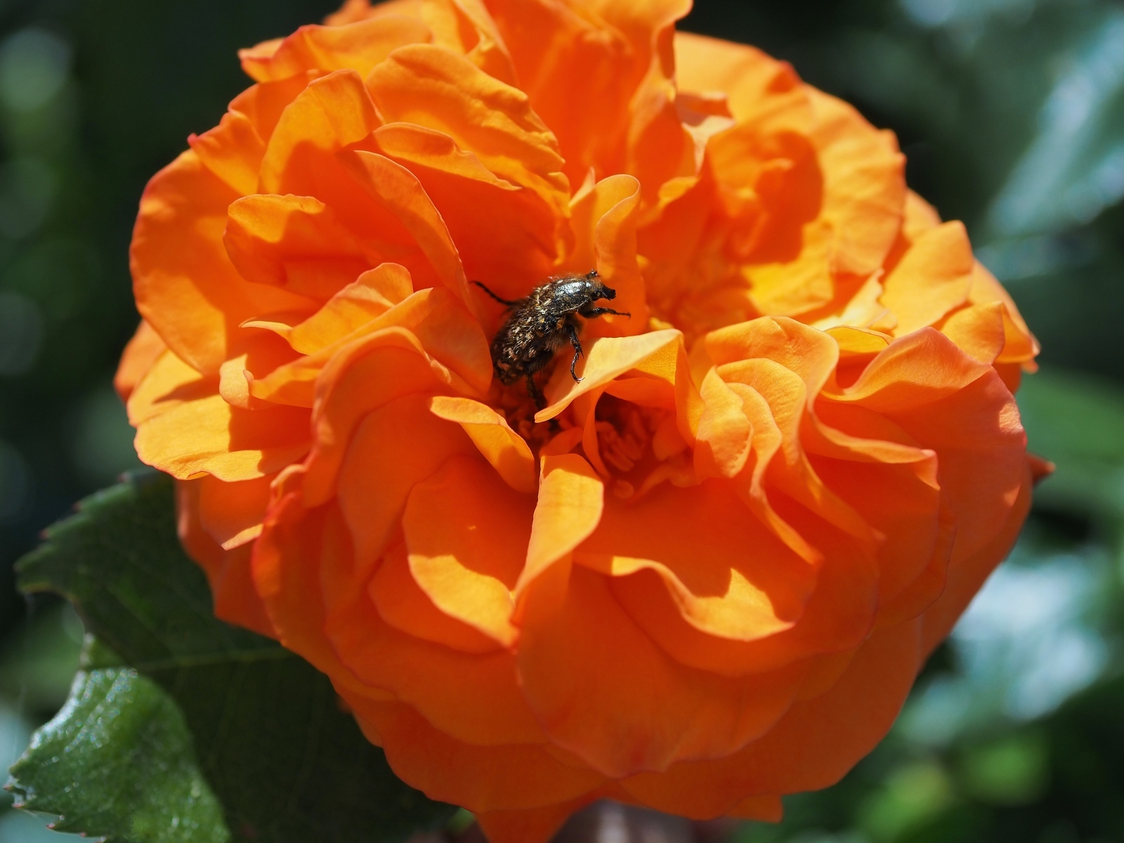 Жук сидит на красивом оранжевом цветке розы