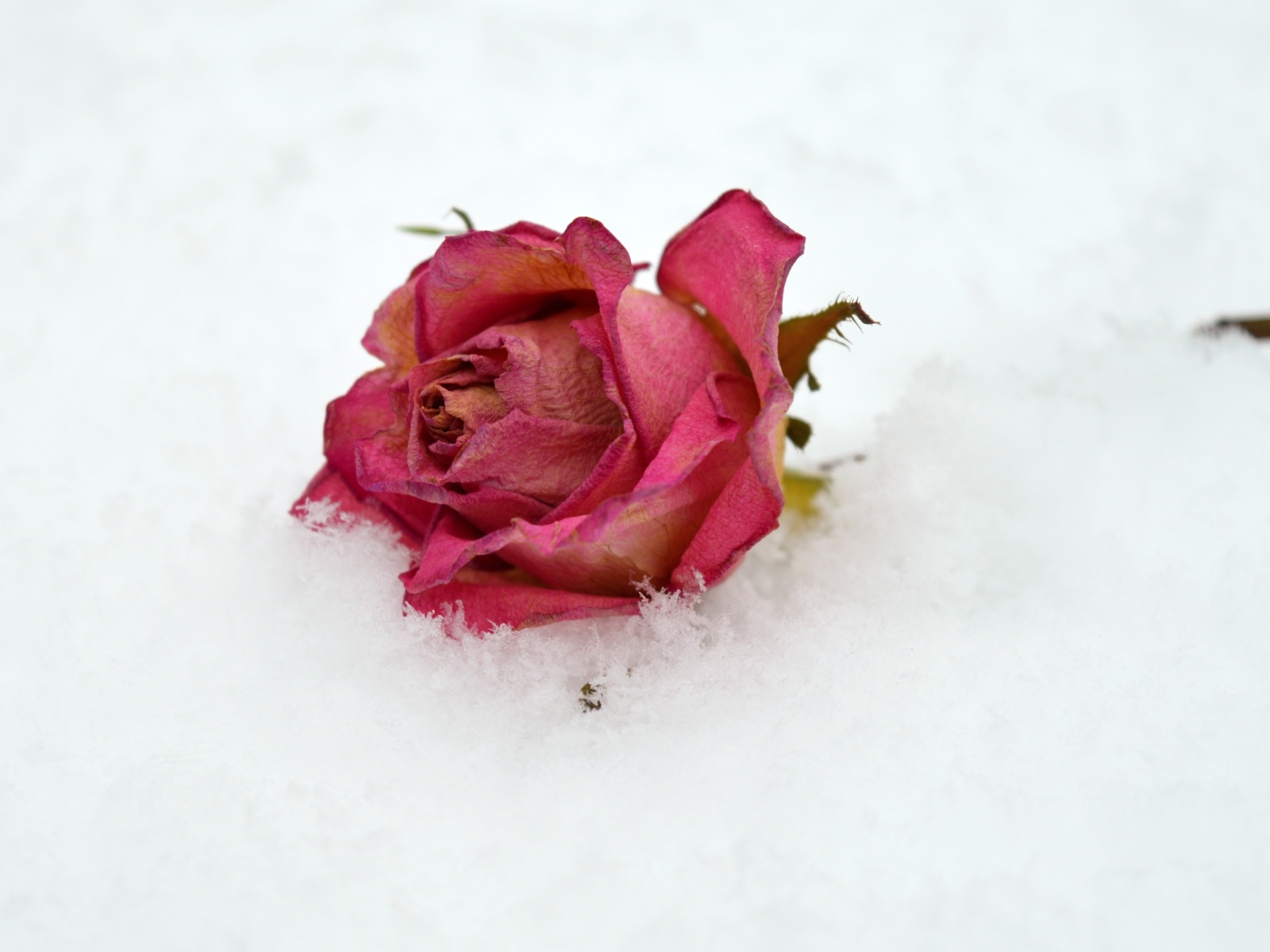 Сухая роза лежит в холодном белом снегу