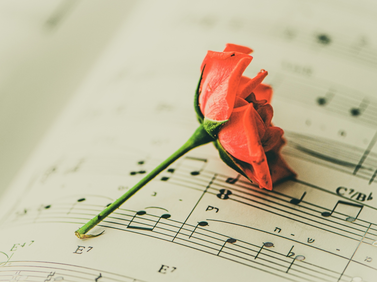 Сорванный цветок розы на нотной тетради