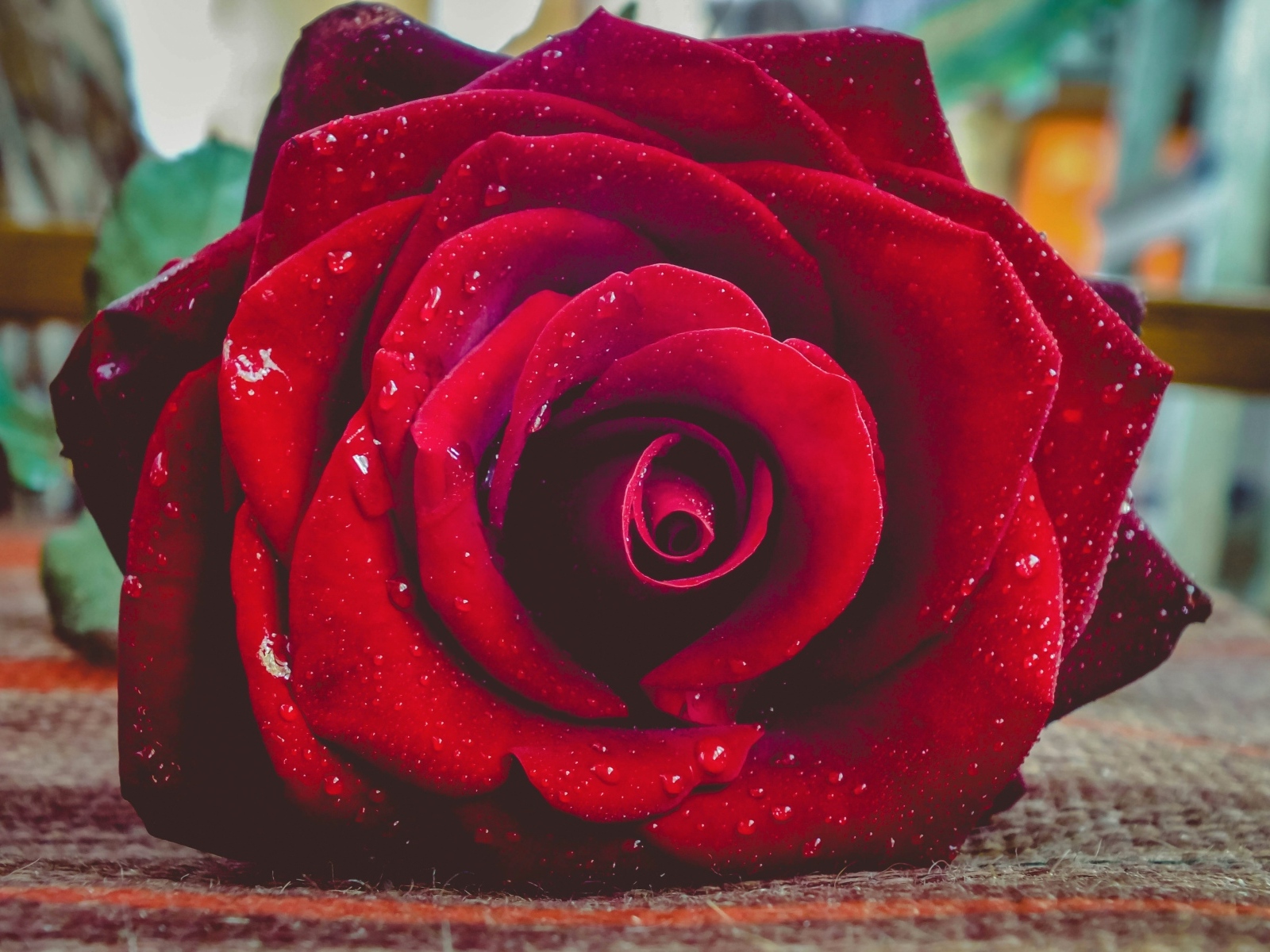 Красная роза в каплях росы лежит на полу