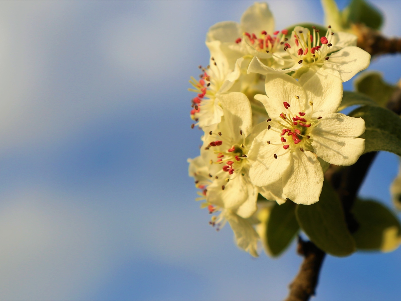 Ветка яблони с белыми цветами крупным планом