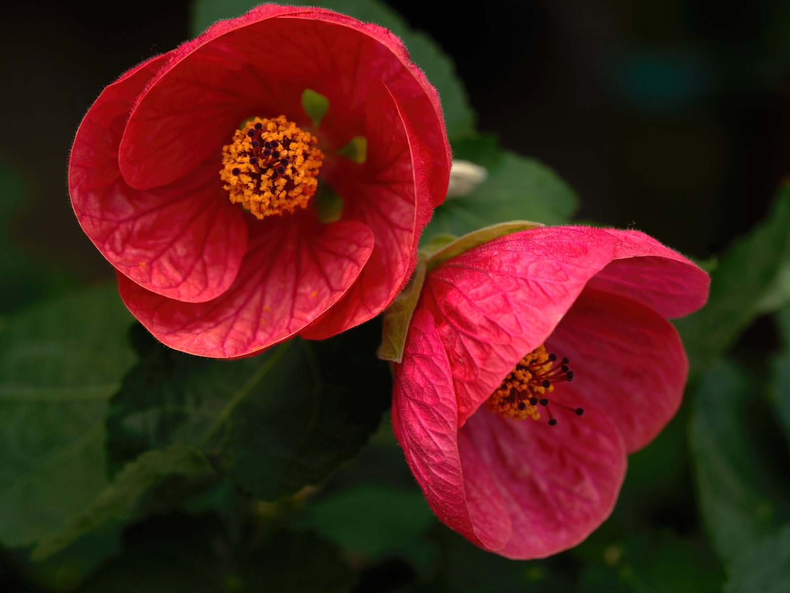 Красивый цветущий красный садовый цветок