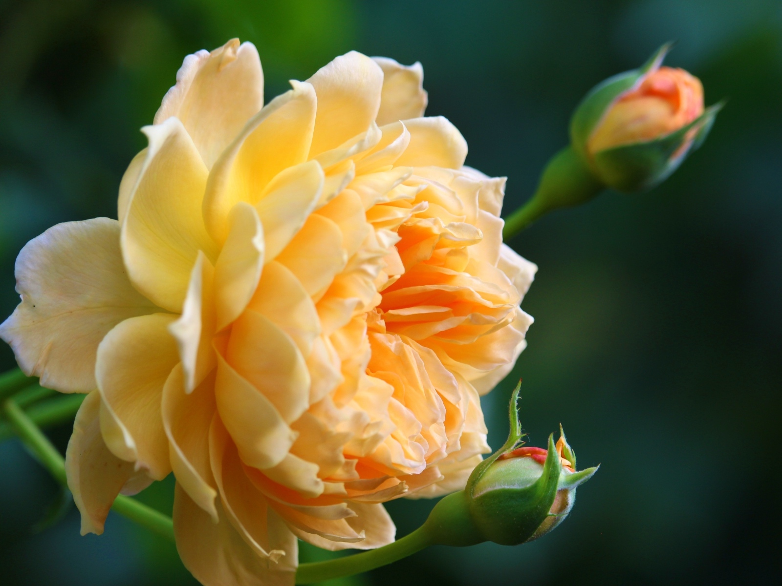 Красивая кремовая роза с бутонами роз