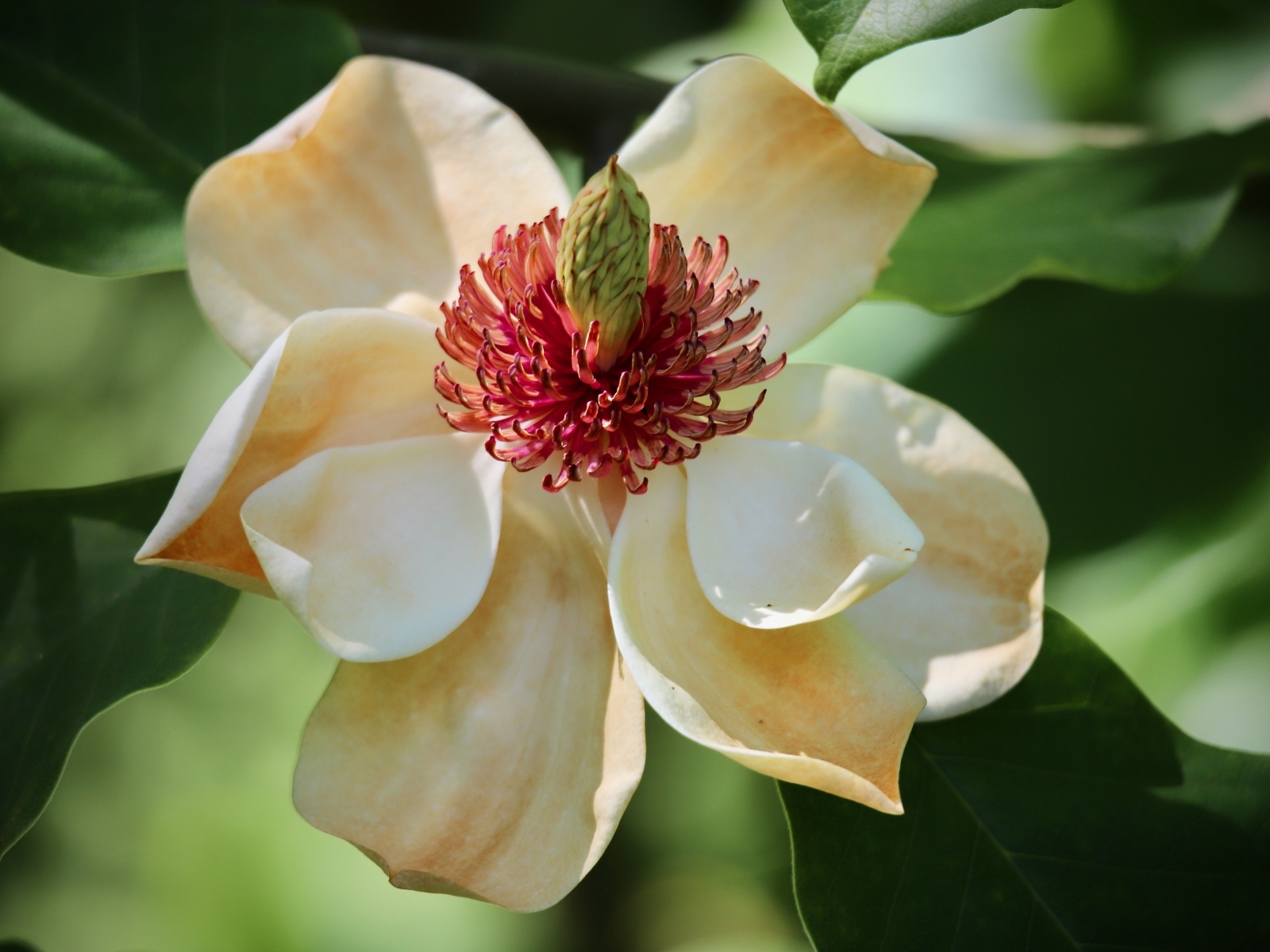 Красивая нежная кремовая магнолия