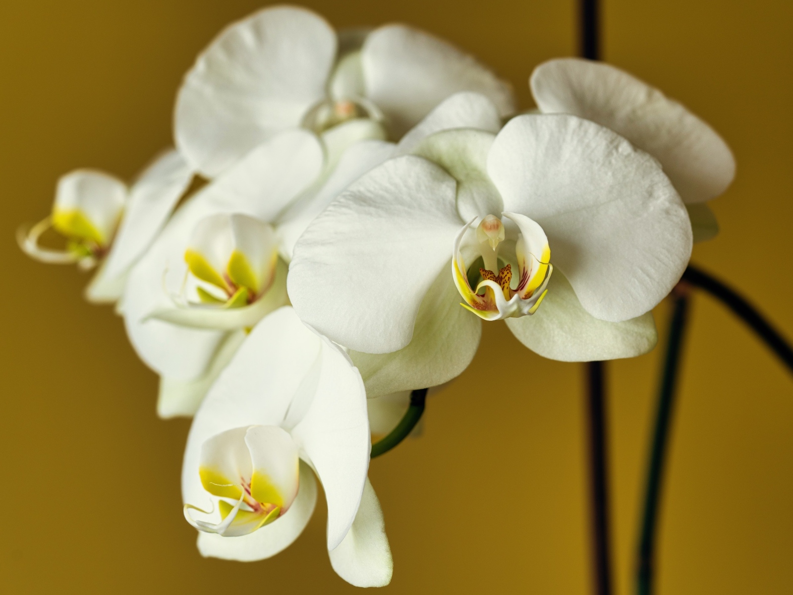 Красивый нежный цветок орхидеи крупным планом