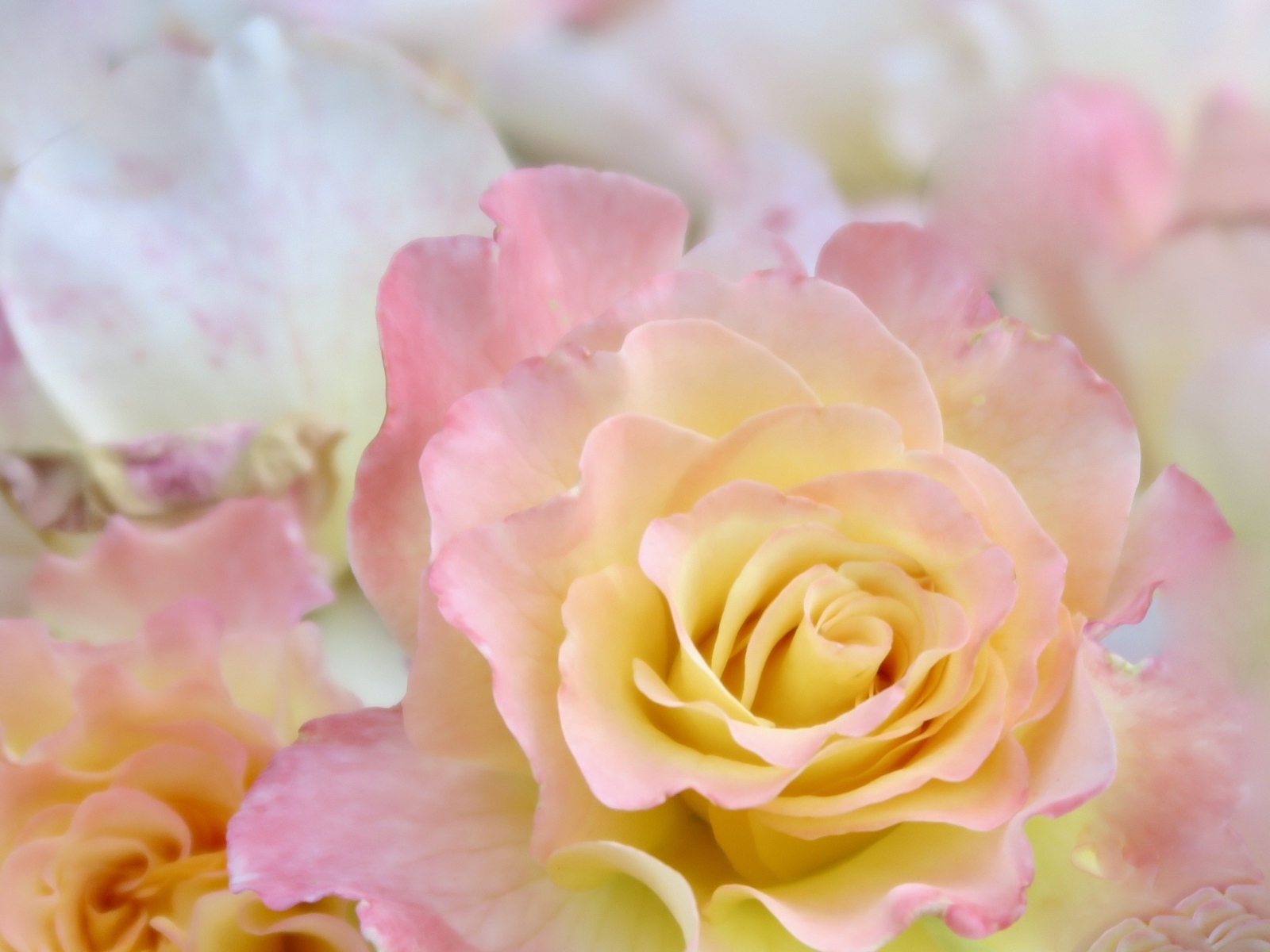 Красивая нежная розовая роза