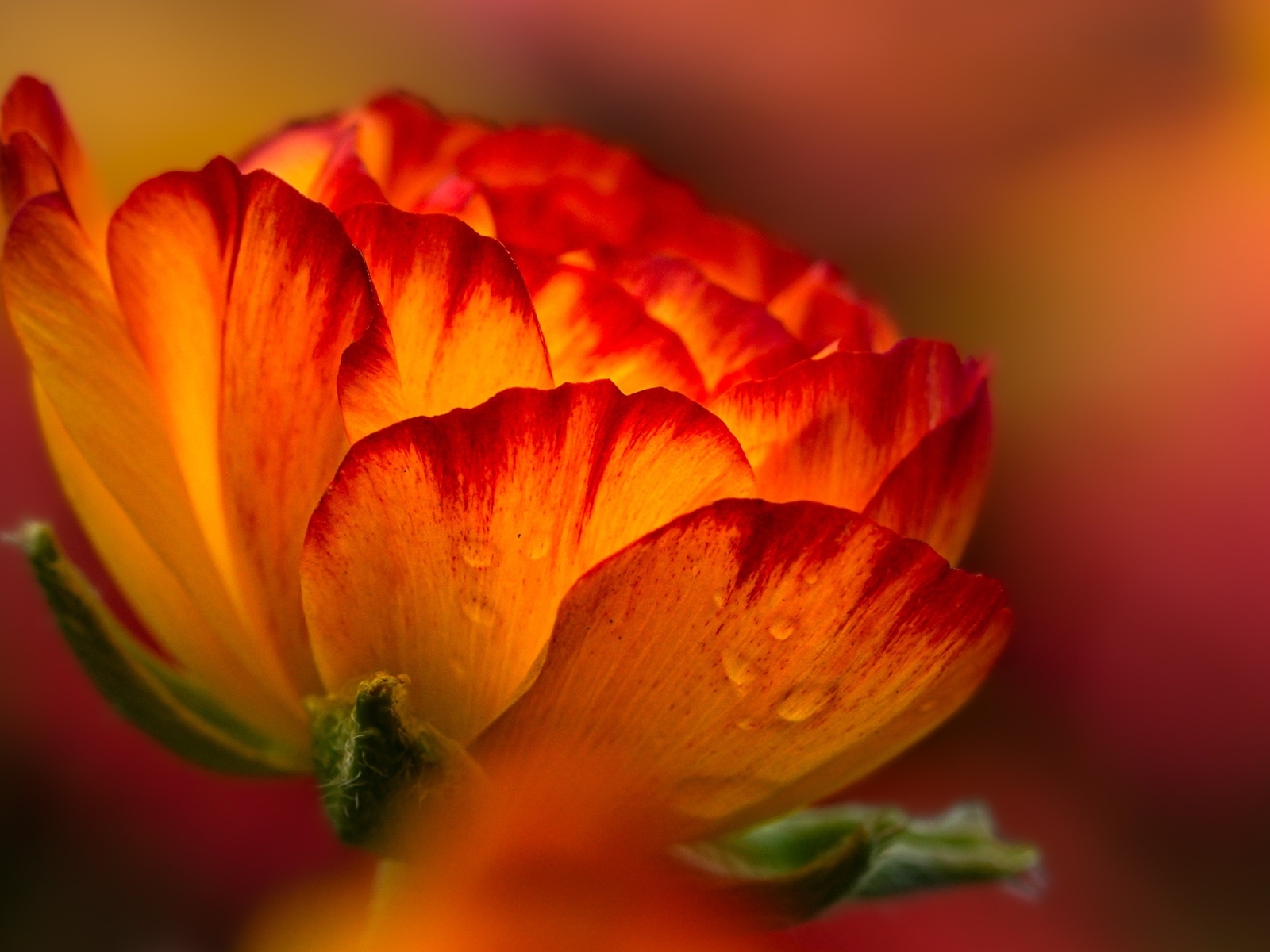 Красивый огненно-рыжий цветок крупным планом