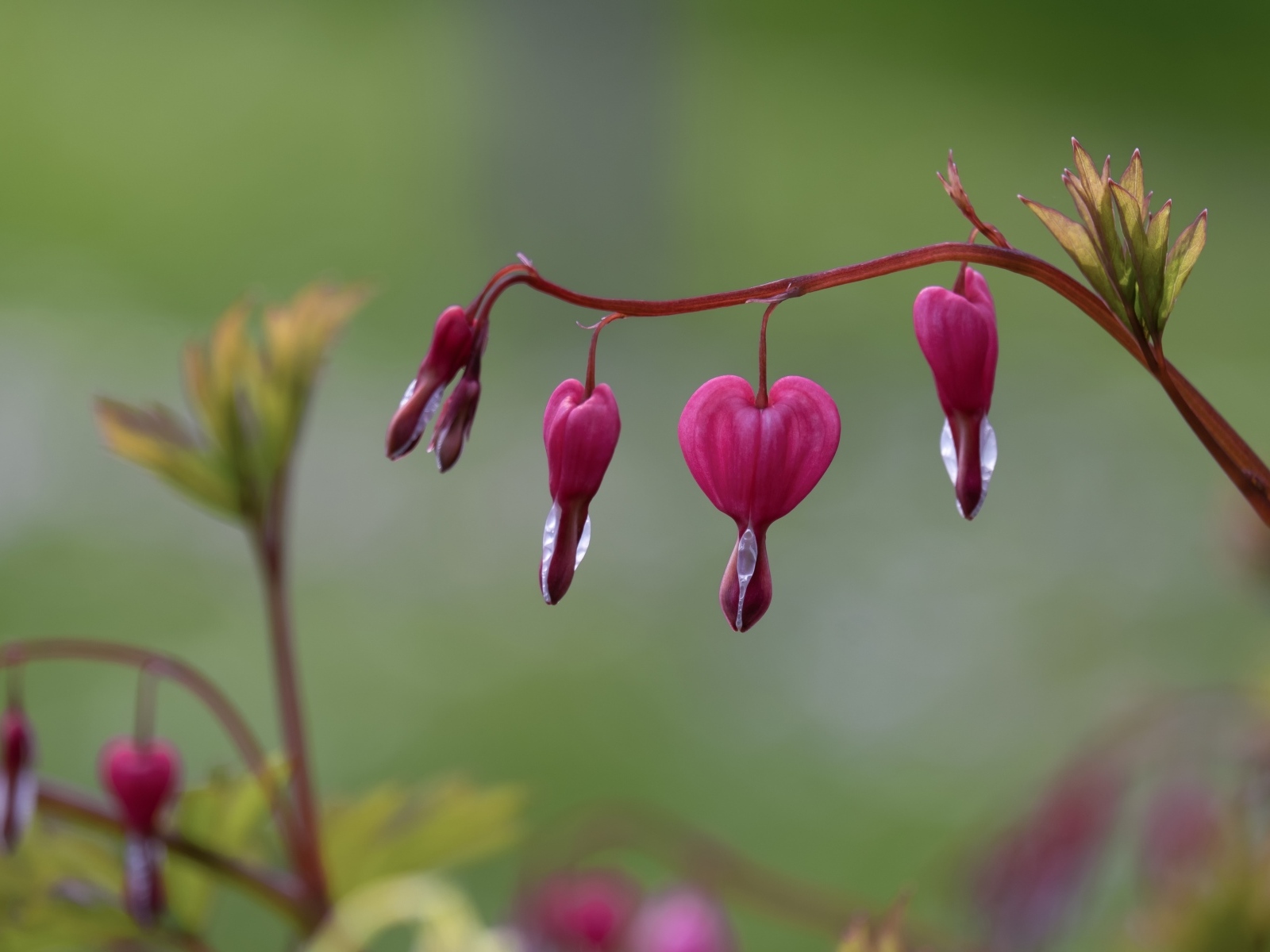 Красивые цветы фуксии крупным планом
