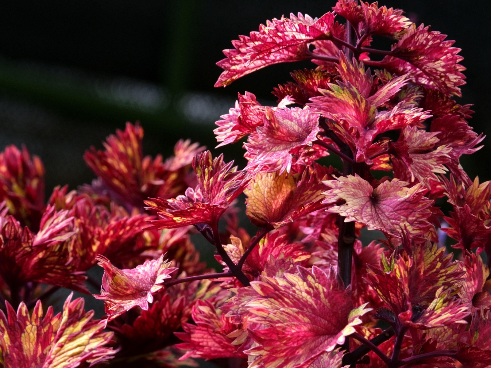 Красивые листья цветка колеус