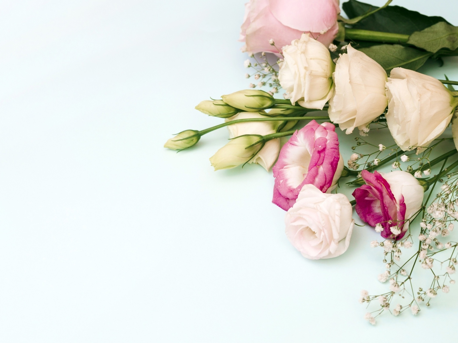 Красивые разноцветные цветы эустомы на белом фоне