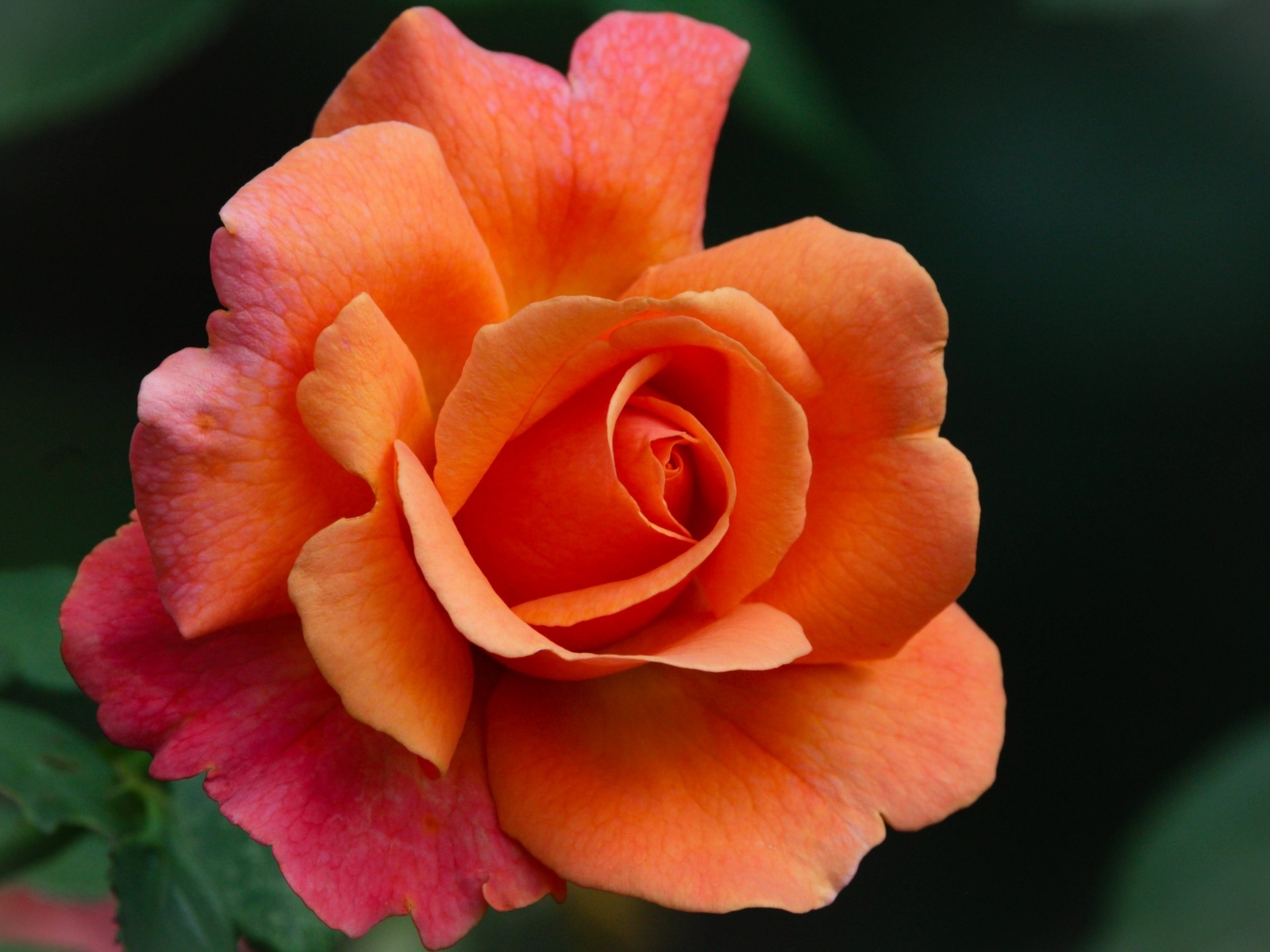 Красивый оранжевый цветок розы на клумбе