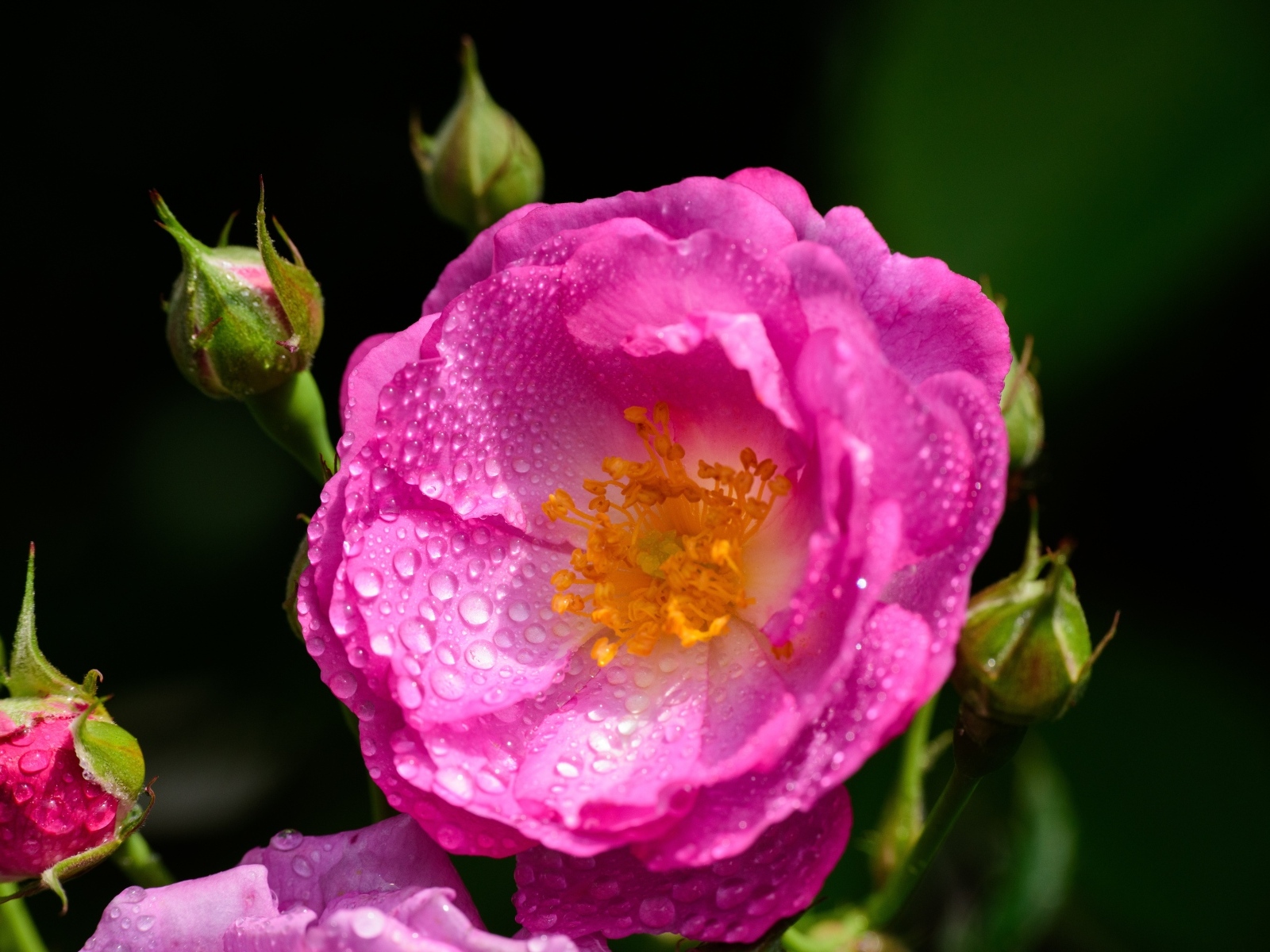 Красивая парковая роза с бутонами в каплях воды